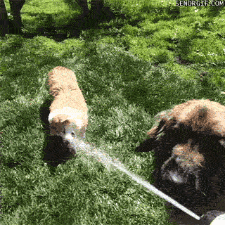 Drinking From A Fire Hose Funny Corgi GIF