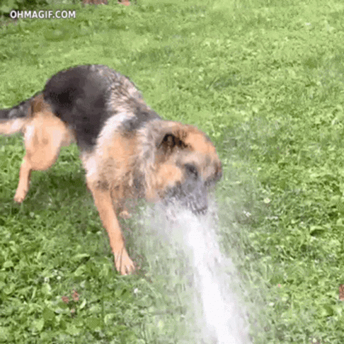 Drinking From A Fire Hose Funny Dog GIF