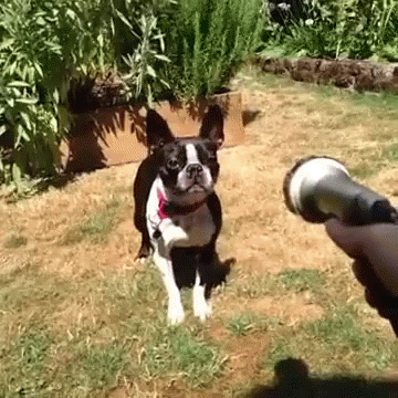 Drinking From A Fire Hose Hyper Dog GIF