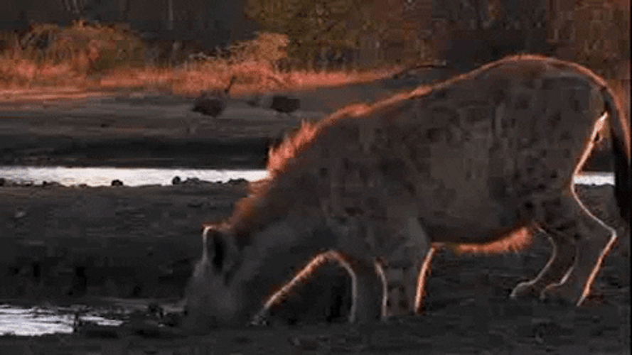 Drinking Hyena Animal GIF.