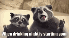 Drinking Night Racoons GIF
