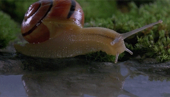 Drinking Snail Insect GIF