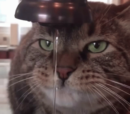Cat Drinking Water GIF