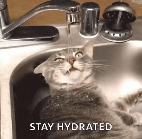 Cat Laying Drinking Tap Water GIF