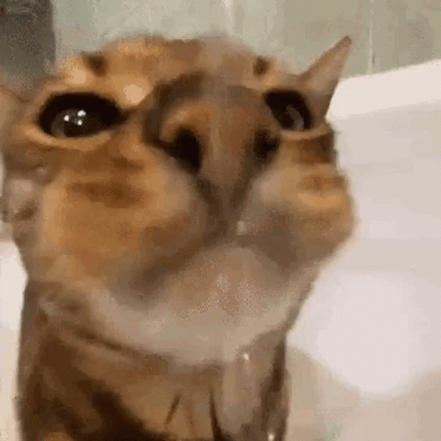 Cat Drinking Flowing Water GIF