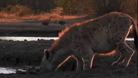 Drinking Water Wild Hyena GIF