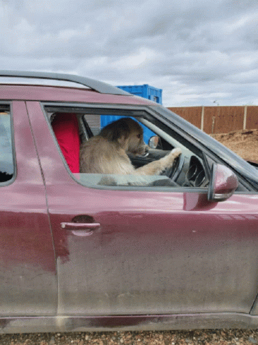 Drive By Serious Dog GIF