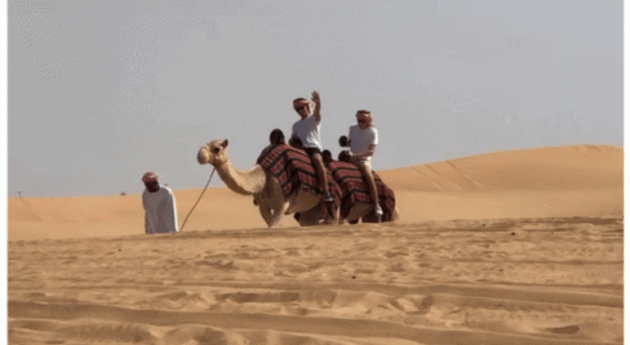 Driving Camel In The Desert GIF