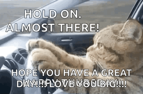 Driving Cat Today Was A Good Day GIF