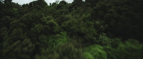 Drone Shot Of Nature Forest GIF