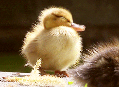 Drowsy Baby Duck Yawning Meme GIF