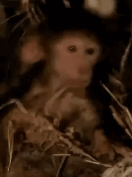 Drowsy Baby Monkey Passing Out Meme GIF