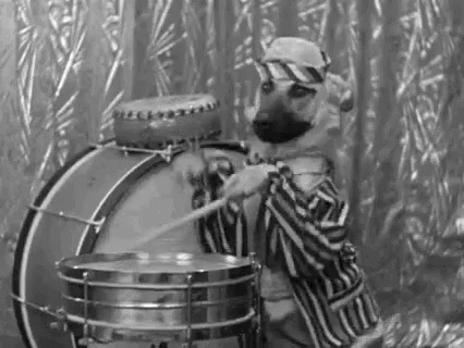 Drum Roll Funny Dog GIF