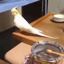 Drum Roll Please Parrot GIF