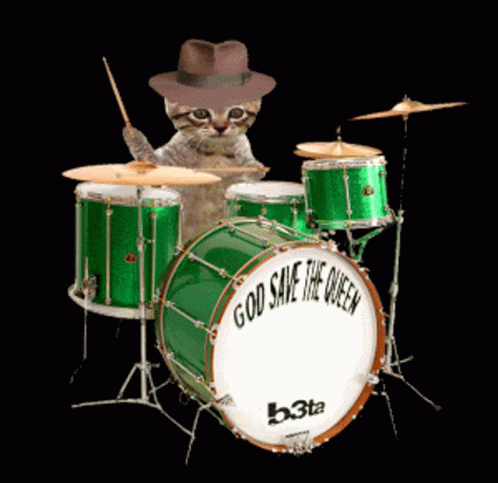 Drumroll Adorable Kitty In Hat GIF