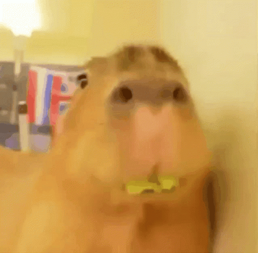 Capybara Gif File 1106kb GIF
