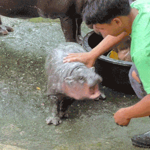 Duaraidee Hippo Gif GIF