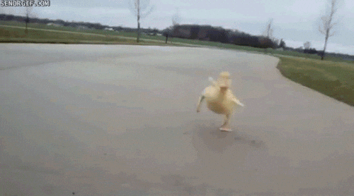 Duck Dance In A Hurry GIF