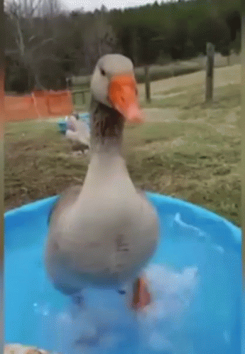 Duck Dance On The Tub GIF