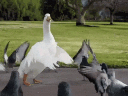Duck Dance With Flock Of Dove GIF