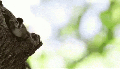 Duck Fall Implosion Vs Explosion GIF