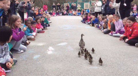 Duck Family Parading Meme GIF