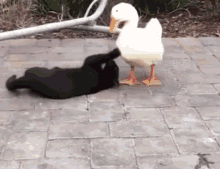 Duck Fighting A Cat GIF