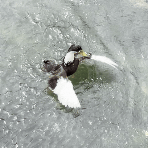 Duck Flapping Its Wings In Water GIF