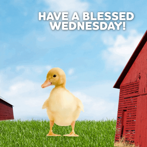 Duck Good Morning Have A Blessed Day Wednesday GIF