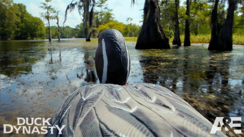 Duck Hunting Challenging Sport GIF