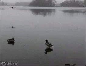 Duck Hunting In Cold Weather GIF
