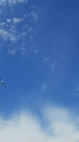 Duck Hunting In Early Morning GIF