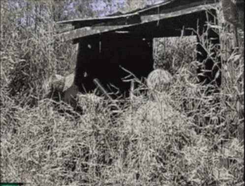 Duck Hunting In Forest Black And White GIF