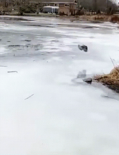 Duck Hunting In This Cold Weather GIF