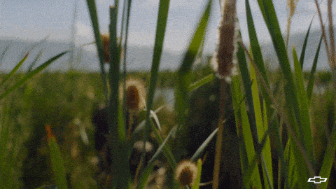 Duck Hunting With A Racoon In The Wild GIF