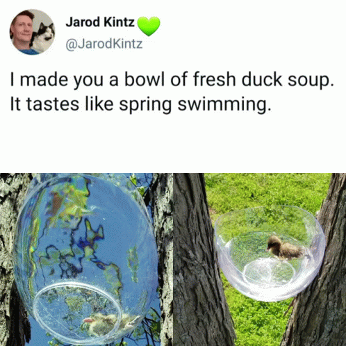Duck In Bowl Of Duck Soup GIF
