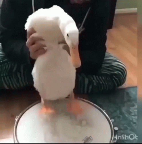 Duck on Drum Held by Person
