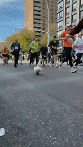 Duck Running Marathon GIF