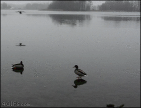Duck Sailing In Pond GIF