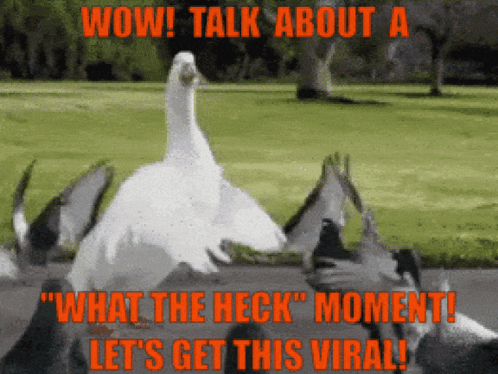 Duck Saying Wow What The Heck GIF