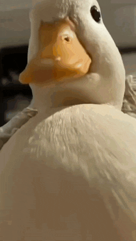 Duck Sigma Duck Gif GIF