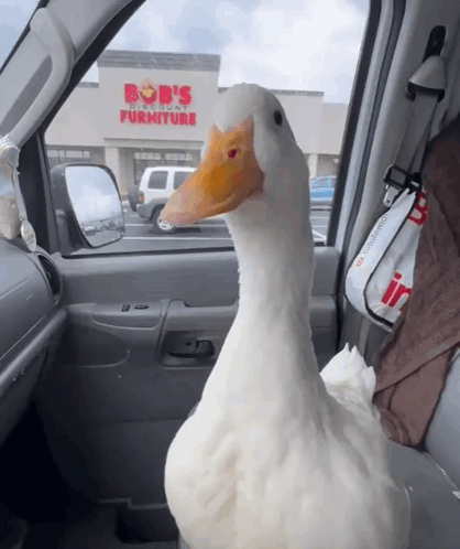 Duck Sitting in Car