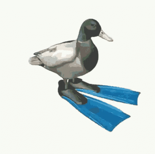 Duck Spinning Flipper Shoes GIF