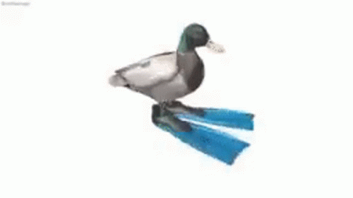 Duck Spinning Over Speed GIF