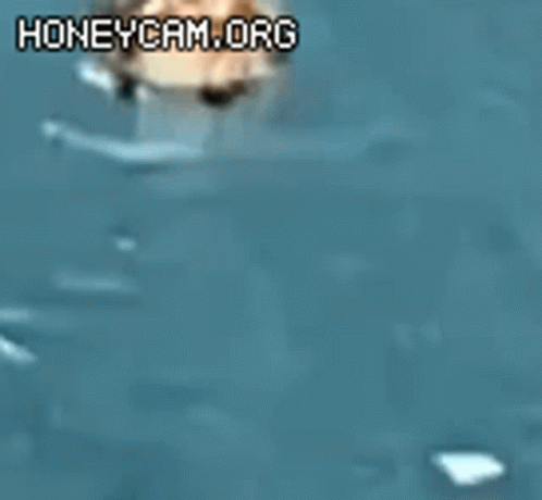 Duck Spinning Round And Round GIF