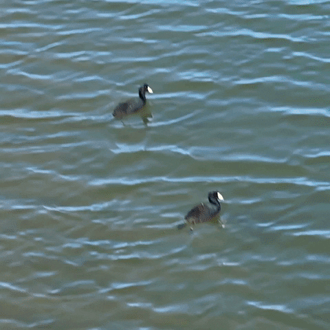 Duck Swimming On River Ai GIF
