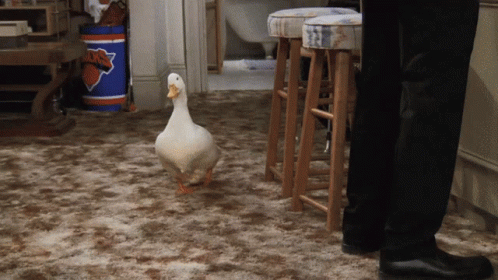 Duck Waddle Behind Friends Chandler Bing GIF