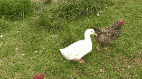 Duck Waddle Between Chickens GIF