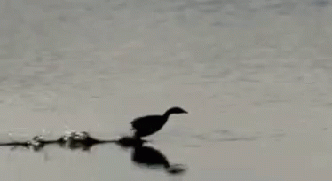 Duck Waddle Fast On Water GIF