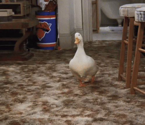Duck Waddle Inside The House GIF